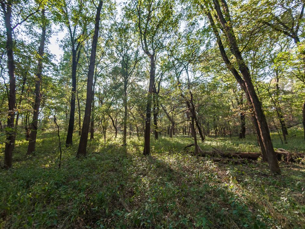 327 +/- Acres with Bird Creek Frontage in Osage County