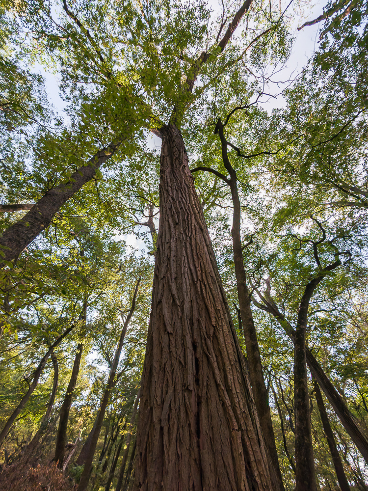 327 +/- Acres with Bird Creek Frontage in Osage County