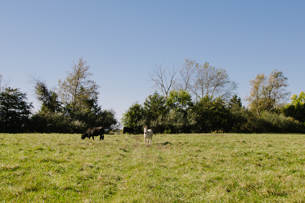 Perfect Build Site near Truman Lake in Lowry City