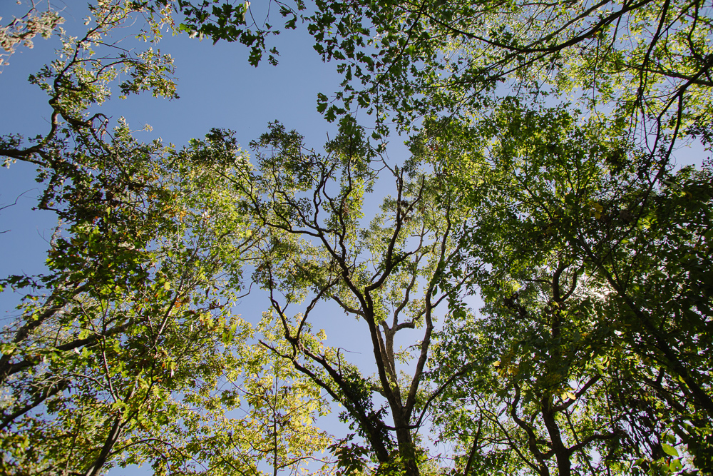 Perfect Build Site near Truman Lake in Lowry City