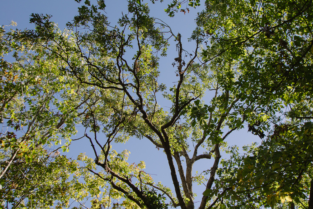 Perfect Build Site near Truman Lake in Lowry City