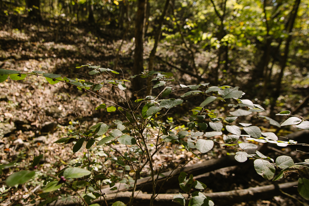 Perfect Build Site near Truman Lake in Lowry City