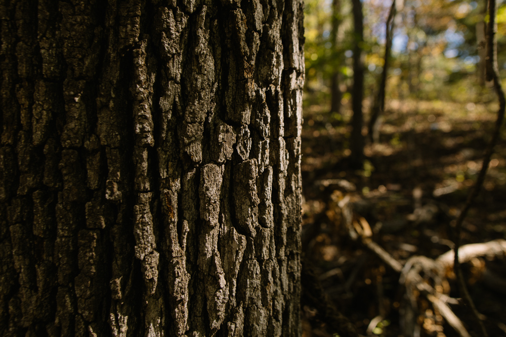 Perfect Build Site near Truman Lake in Lowry City
