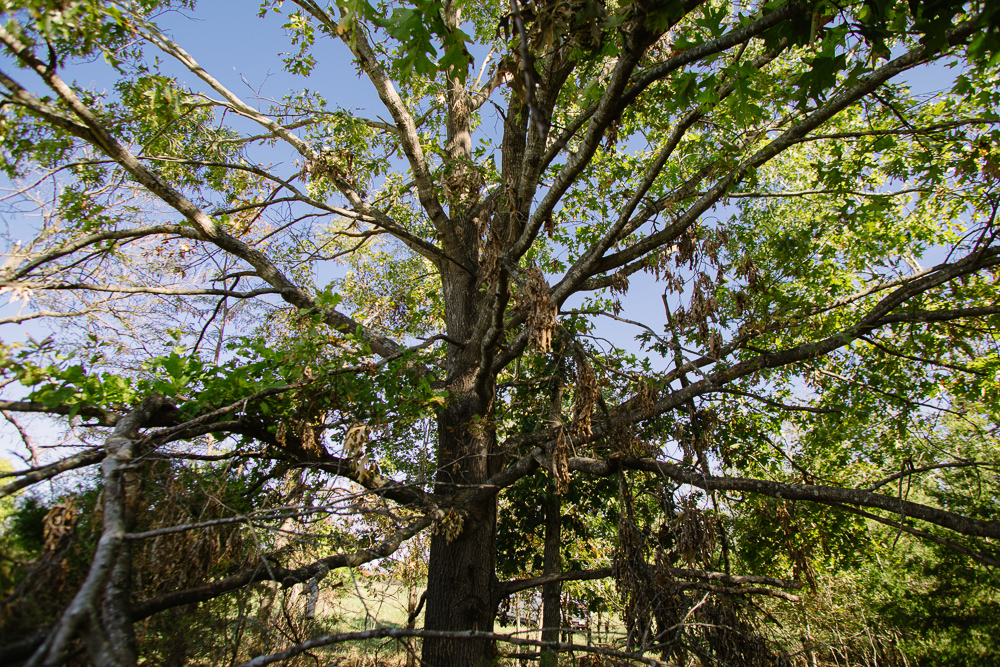 Perfect Build Site near Truman Lake in Lowry City
