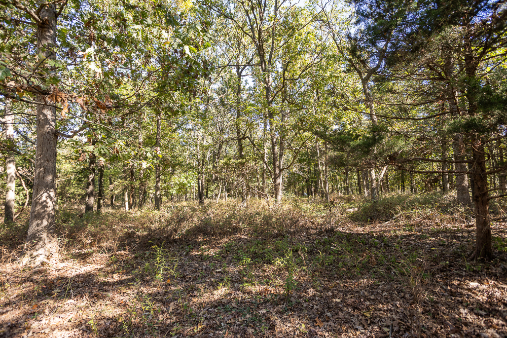 Top of the Line Dog Boarding and Breeding Facility on 30 +/- Acres