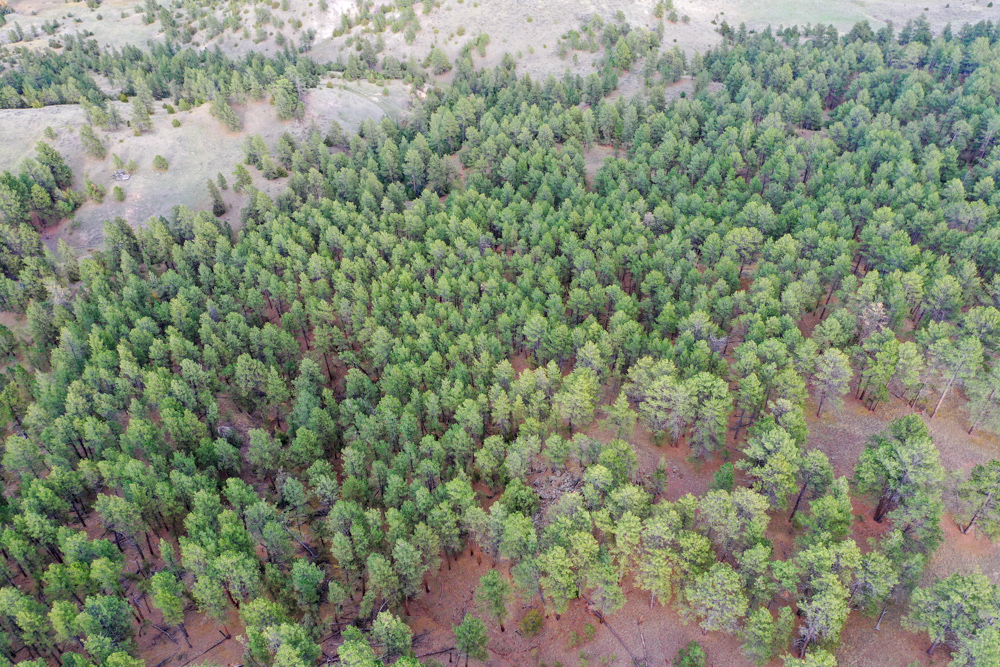 45 +/- Acre Timbered Ridge Build-Site - Broad Axe Tract A3