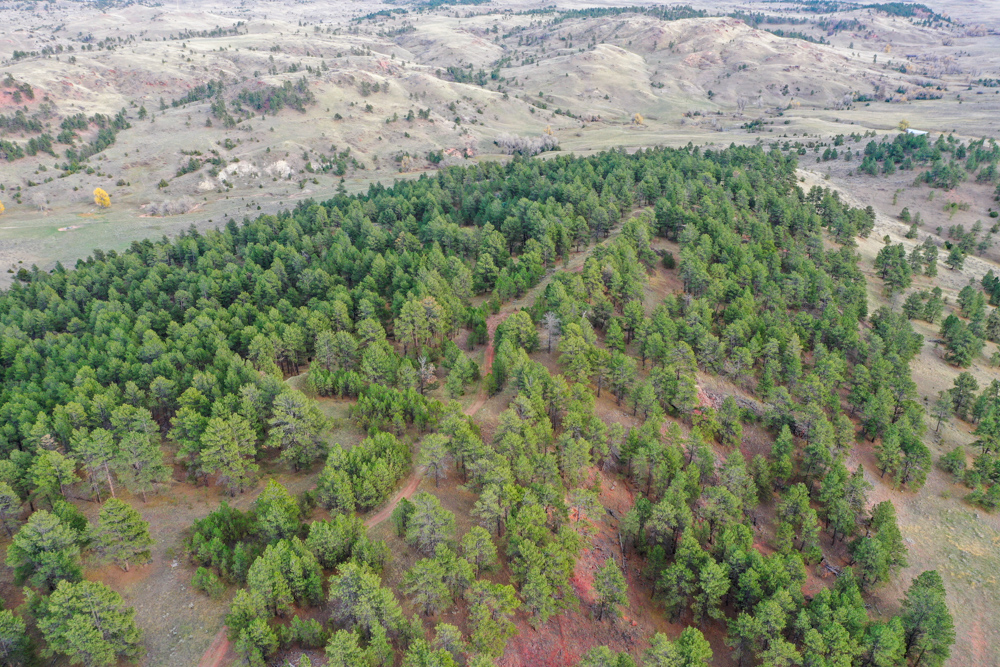 45 +/- Acre Timbered Ridge Build-Site - Broad Axe Tract A3