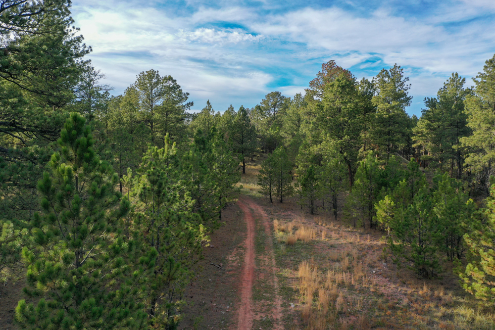 45 +/- Acre Timbered Ridge Build-Site - Broad Axe Tract A3