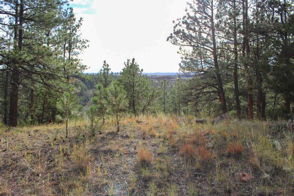 45 +/- Acre Timbered Ridge Build-Site - Broad Axe Tract A3