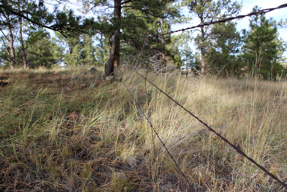 45 +/- Acre Timbered Ridge Build-Site - Broad Axe Tract A3