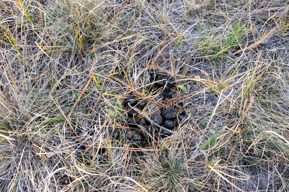 45 +/- Acre Timbered Ridge Build-Site - Broad Axe Tract A3