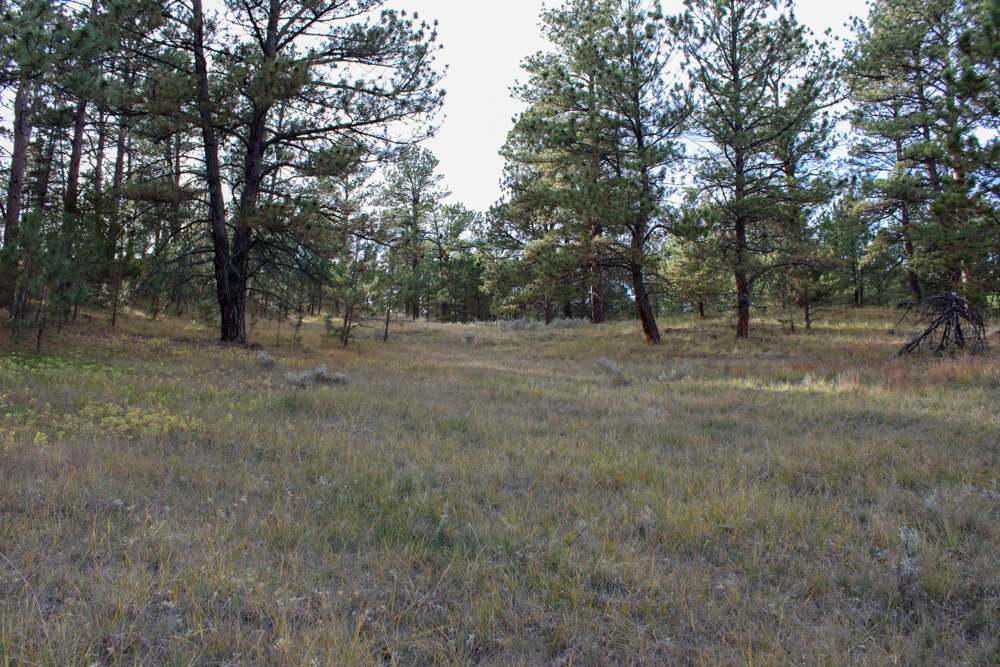 45 +/- Acre Timbered Ridge Build-Site - Broad Axe Tract A3