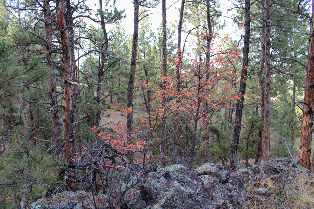 45 +/- Acre Timbered Ridge Build-Site - Broad Axe Tract A3