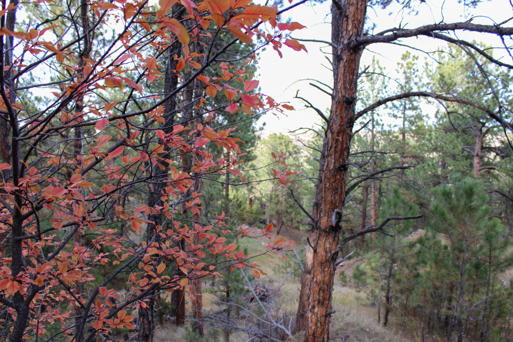 45 +/- Acre Timbered Ridge Build-Site - Broad Axe Tract A3