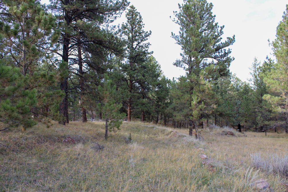 45 +/- Acre Timbered Ridge Build-Site - Broad Axe Tract A3