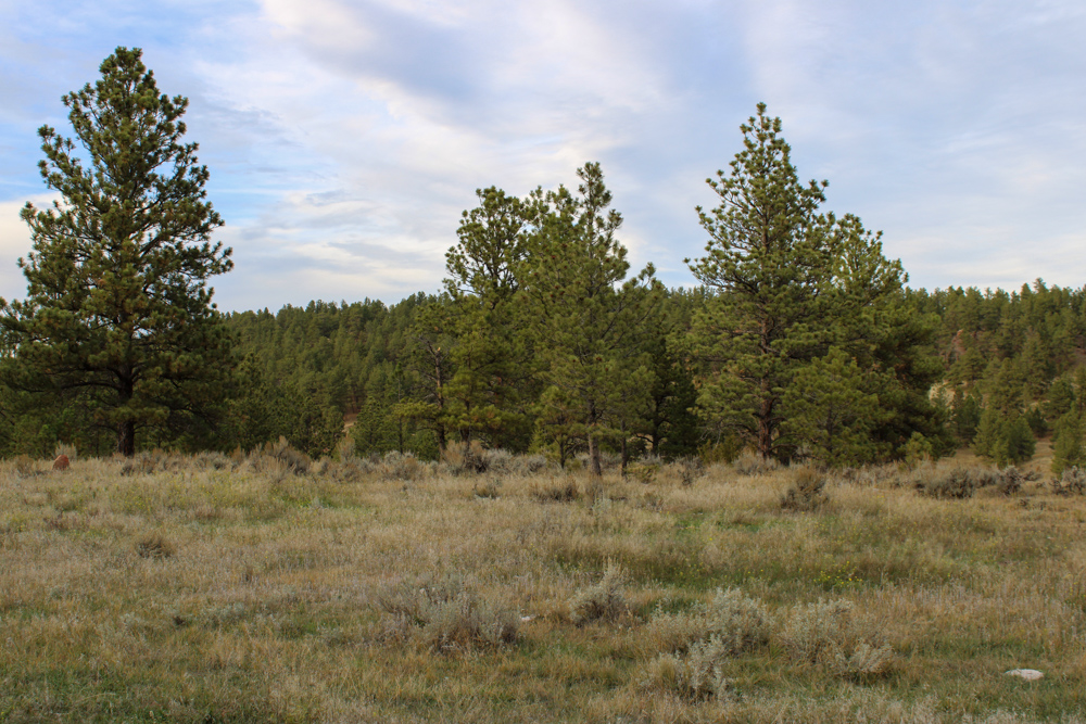 45 +/- Acre Timbered Ridge Build-Site - Broad Axe Tract A3