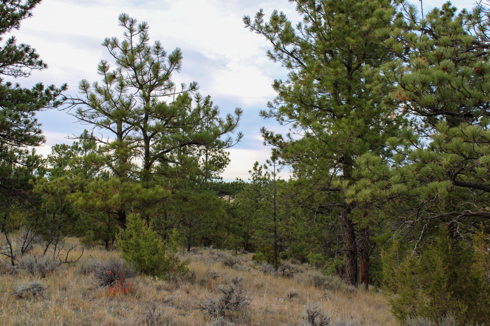 45 +/- Acre Timbered Ridge Build-Site - Broad Axe Tract A3