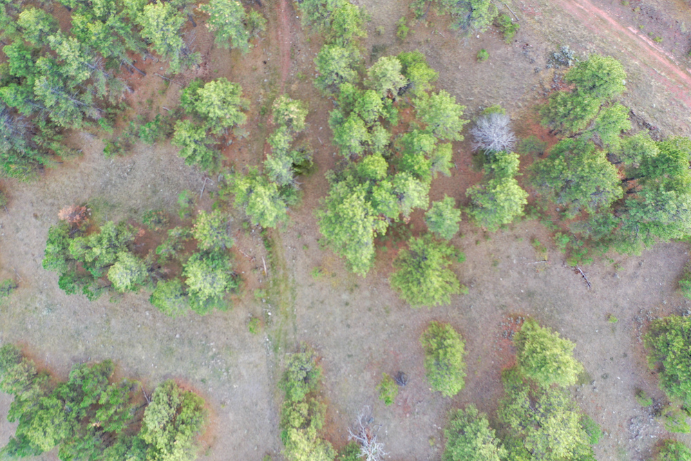 45 +/- Acre Timbered Ridge Build-Site - Broad Axe Tract A3