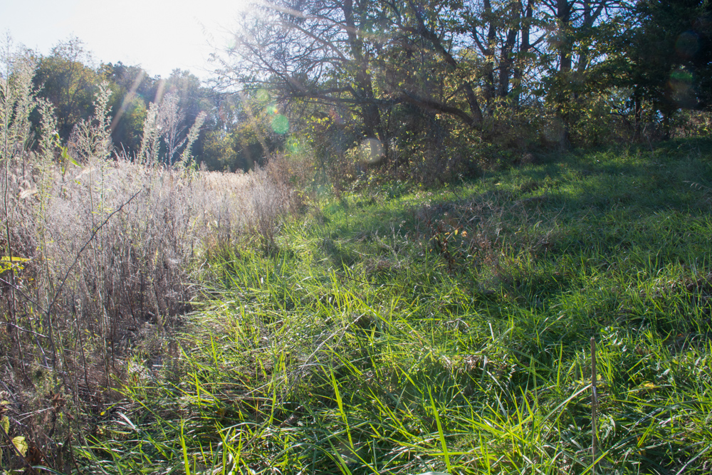 Country Living with Income