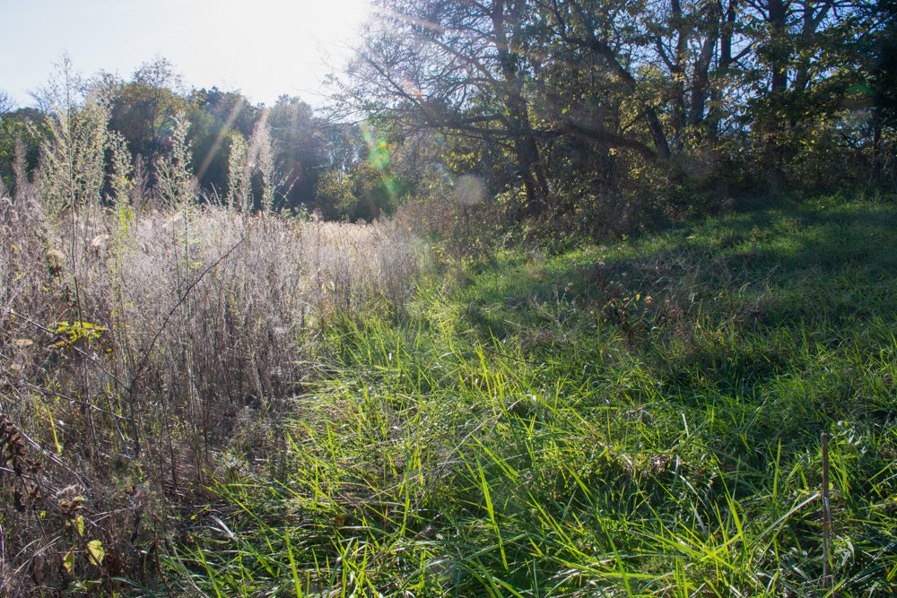 Country Living with Income