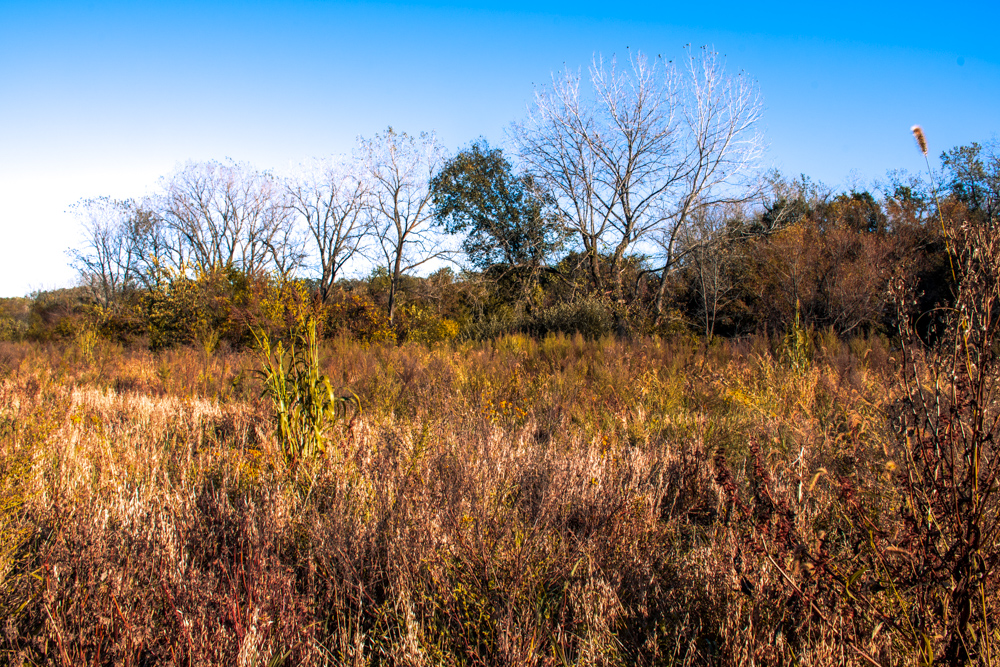 Country Living with Income