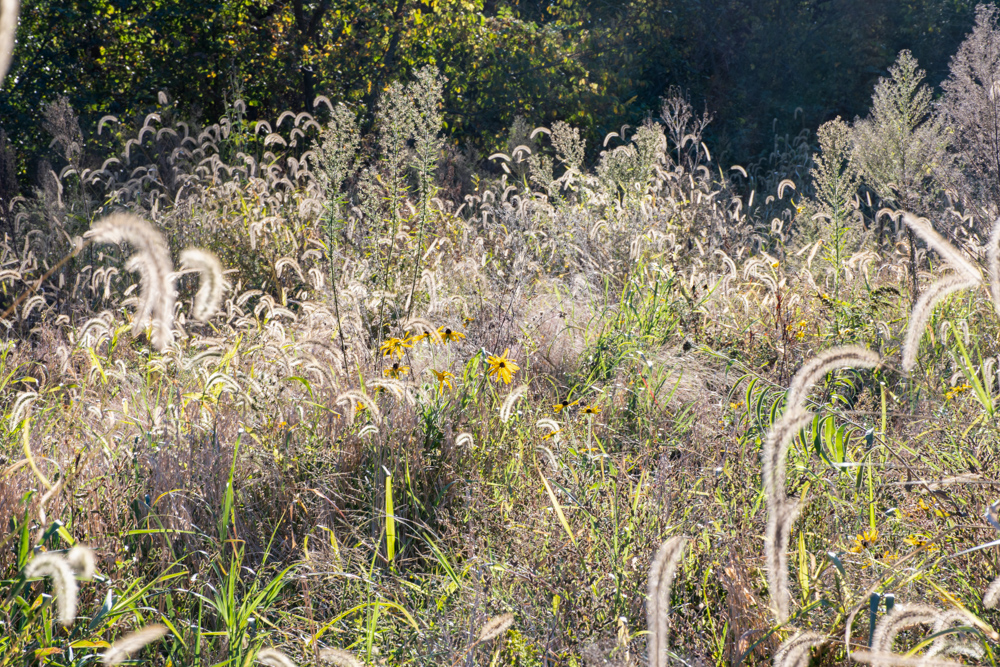 Country Living with Income