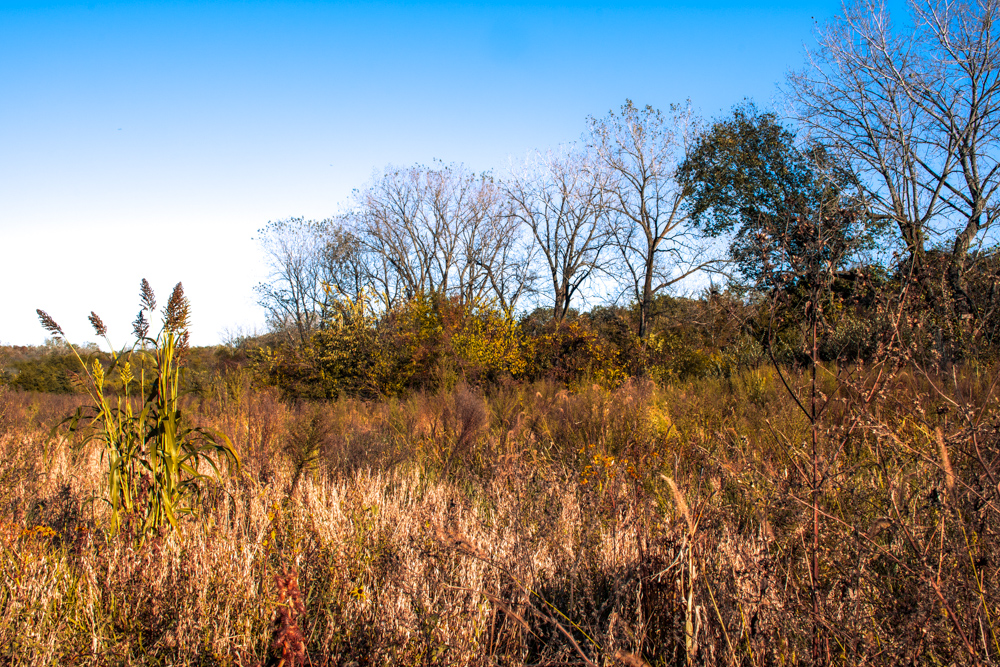 Country Living with Income