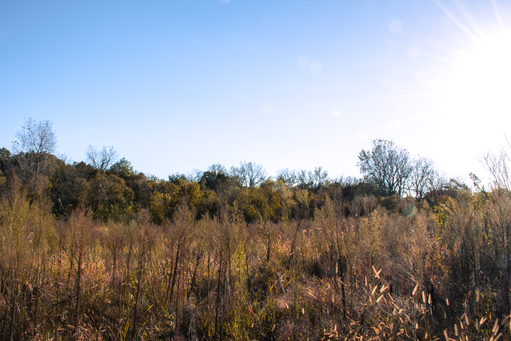 Country Living with Income