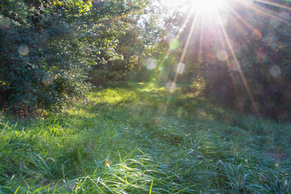 Country Living with Income