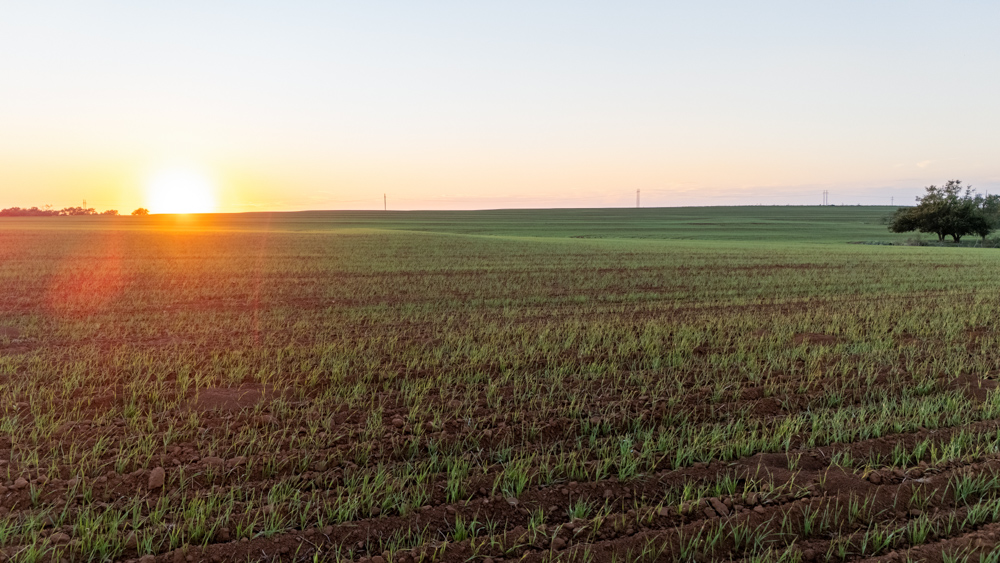 160 +/- Acres of Tillable and Grassland with Strong Soils & Income