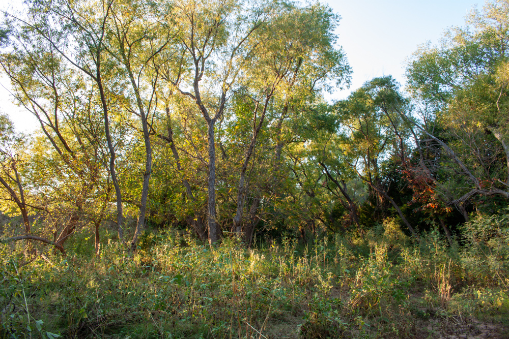 160 +/- Acres of Tillable and Grassland with Strong Soils & Income