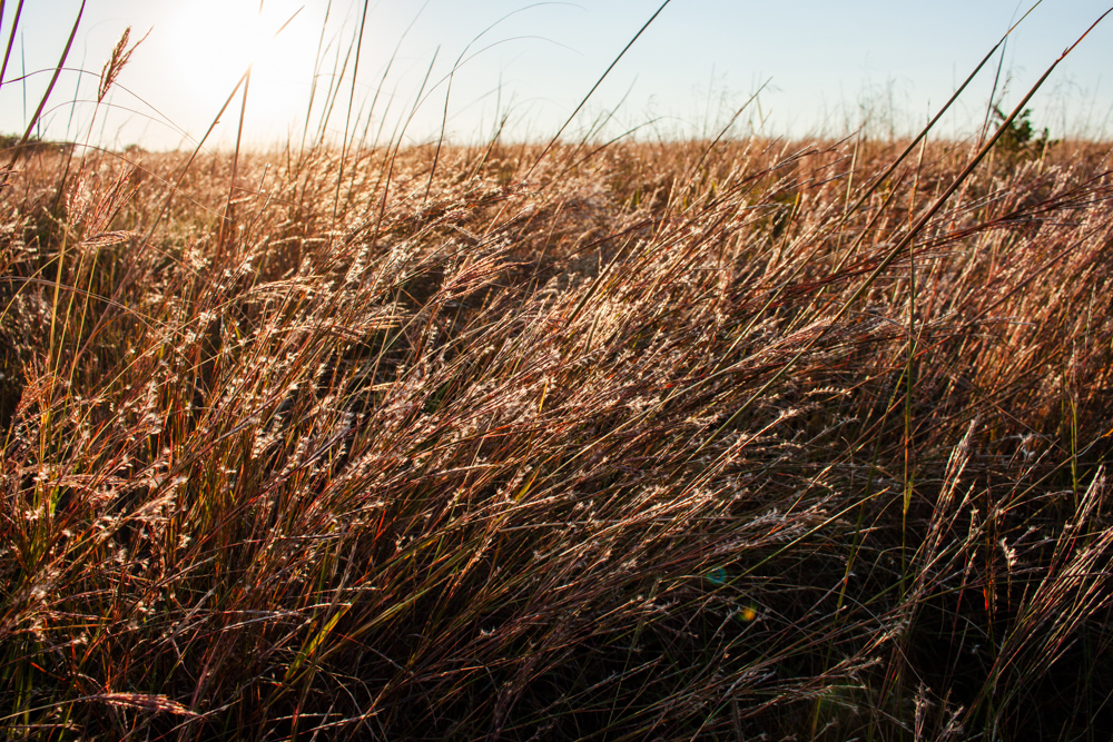 160 +/- Acres of Tillable and Grassland with Strong Soils & Income