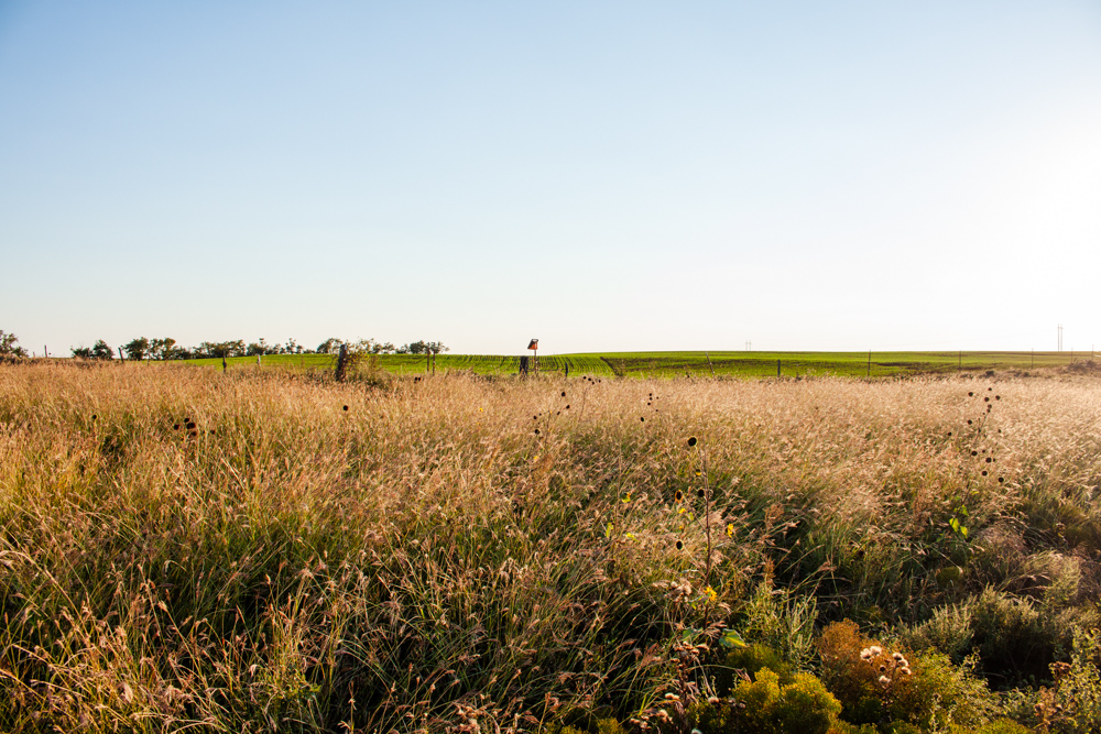 160 +/- Acres of Tillable and Grassland with Strong Soils & Income