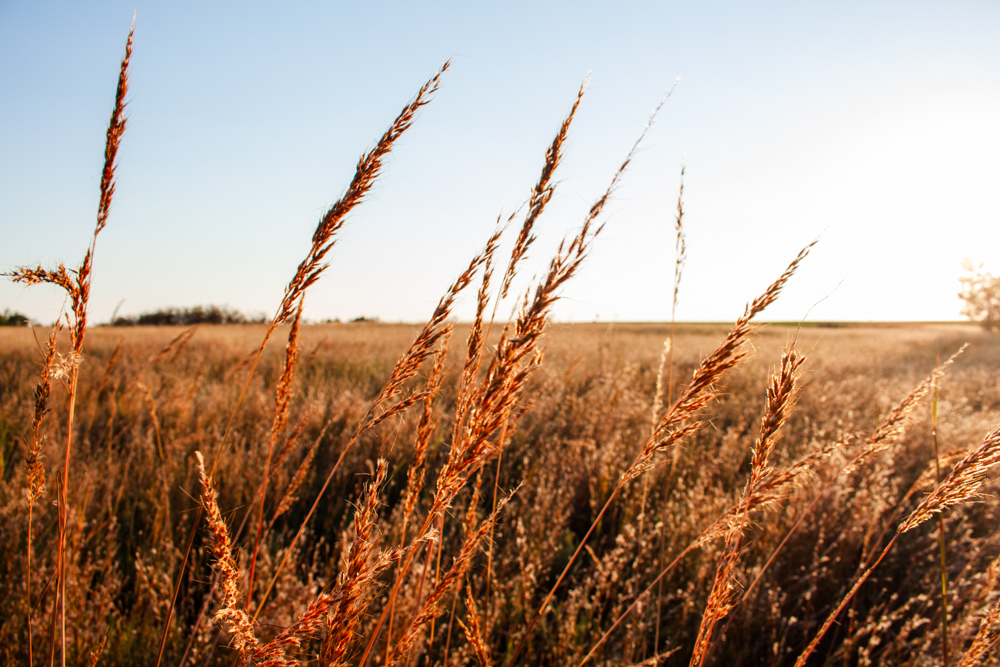 160 +/- Acres of Tillable and Grassland with Strong Soils & Income