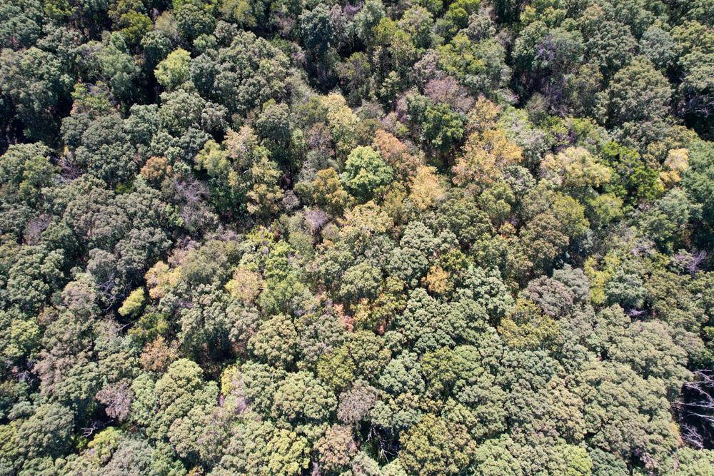 Premier Build Sites and Trophy Deer Habitat Near Carthage
