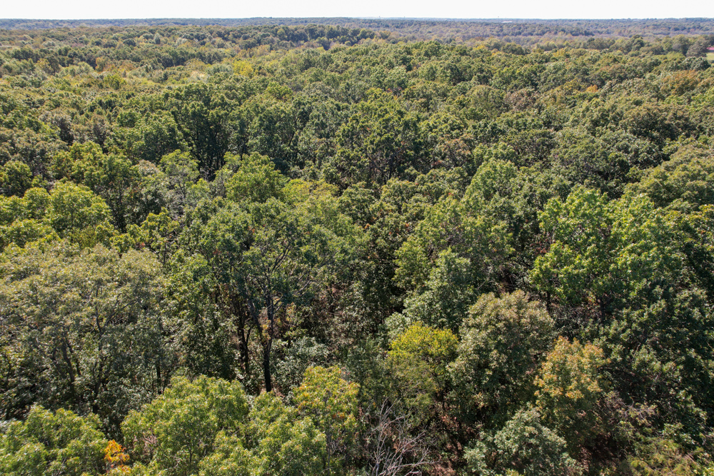 Premier Build Sites and Trophy Deer Habitat Near Carthage