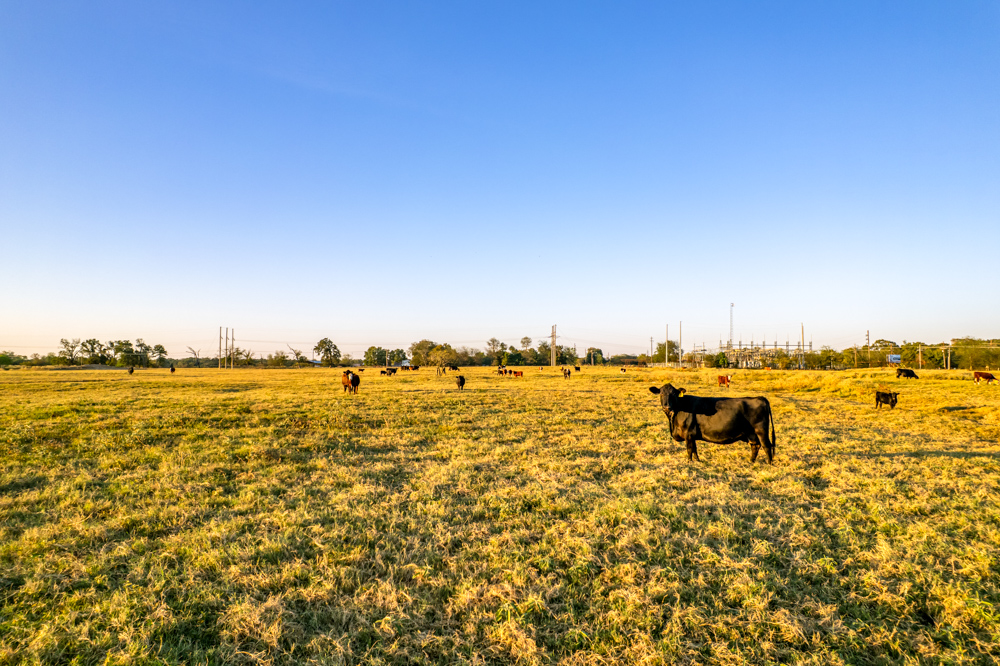 Stunning Multi-Purpose Farm Just 4 Minutes From Award Winning Bass Fishing on Lake Fork