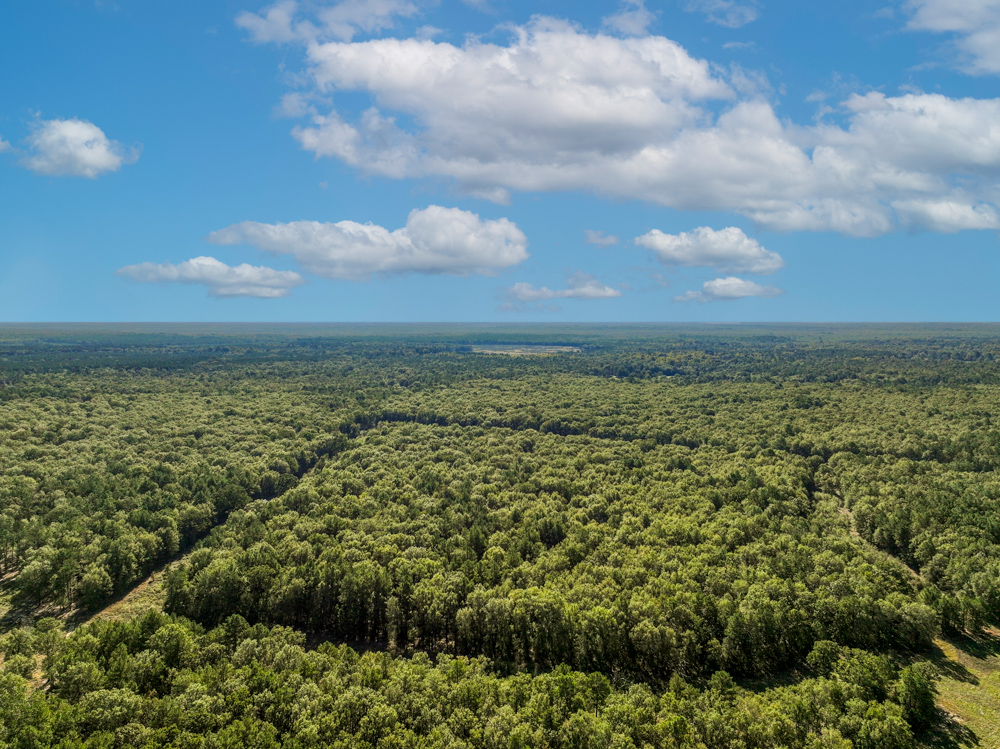 Prime East Texas Hunting Retreat - 42 Acres of Timber and Privacy