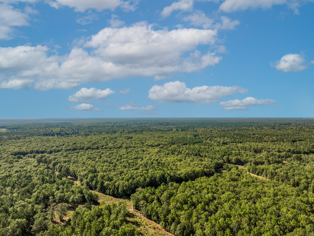 Prime East Texas Hunting Retreat - 42 Acres of Timber and Privacy