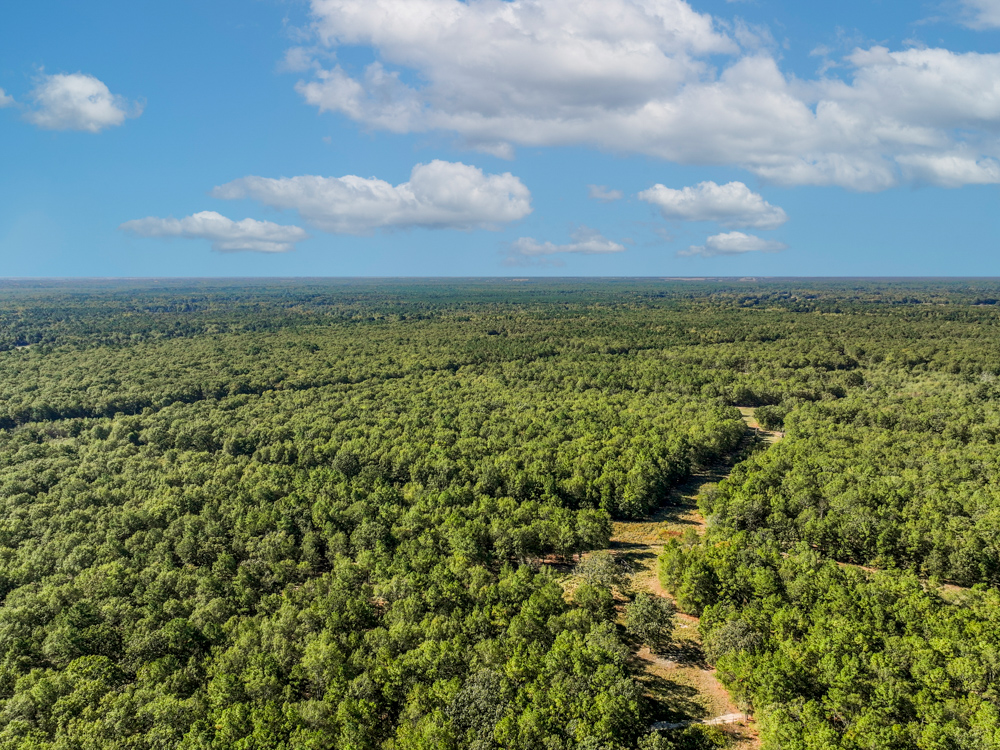 Prime East Texas Hunting Retreat - 42 Acres of Timber and Privacy