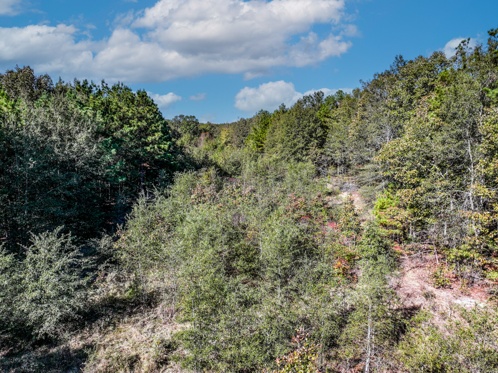 Prime East Texas Hunting Retreat - 42 Acres of Timber and Privacy