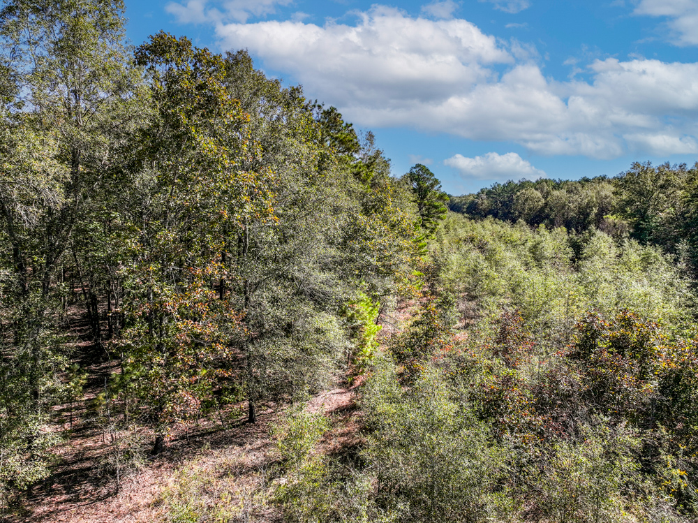 Prime East Texas Hunting Retreat - 42 Acres of Timber and Privacy