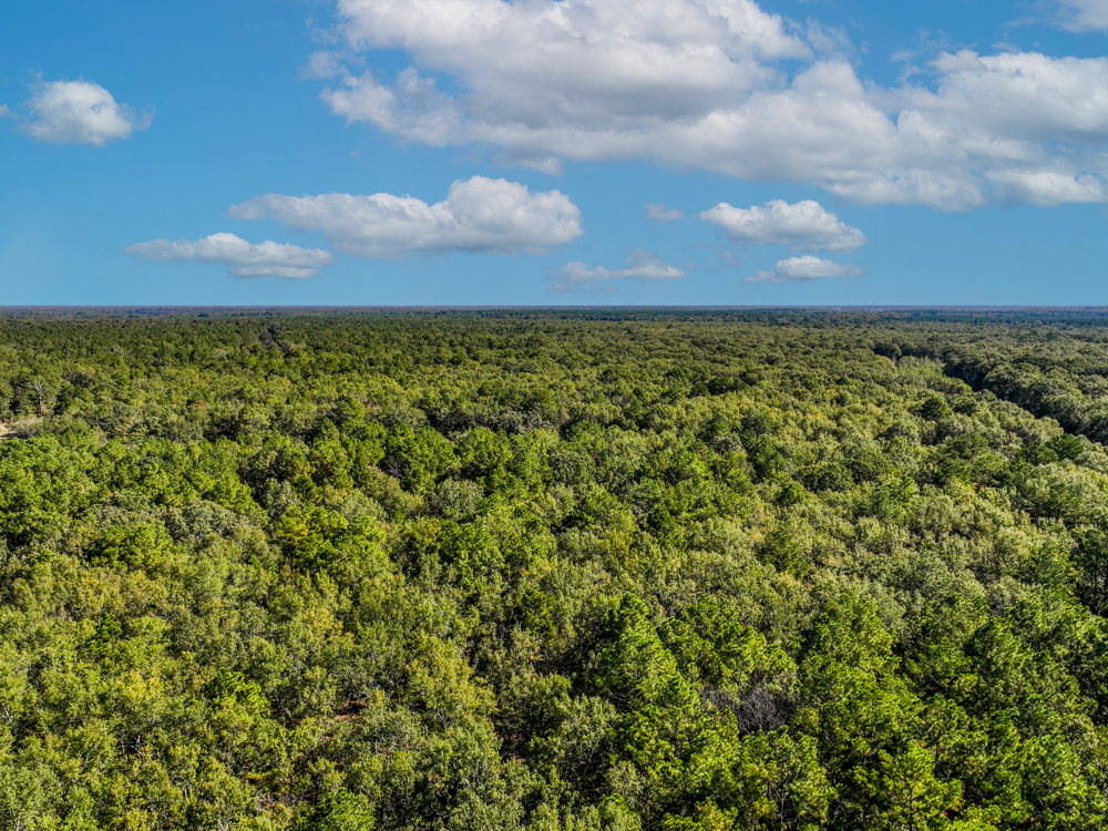Prime East Texas Hunting Retreat - 42 Acres of Timber and Privacy