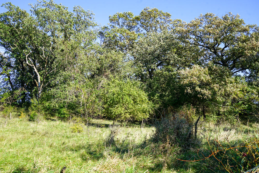 Exceptional Pasture Farm with World-Class Hunting & Recreational Potential