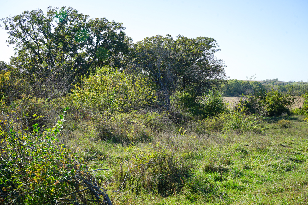 Exceptional Pasture Farm with World-Class Hunting & Recreational Potential