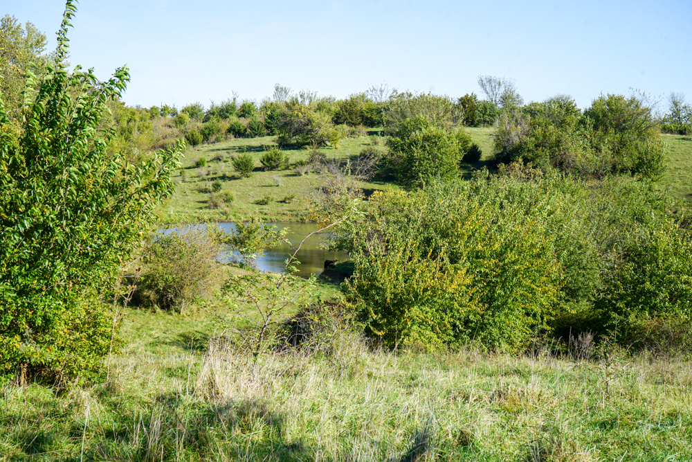 Exceptional Pasture Farm with World-Class Hunting & Recreational Potential