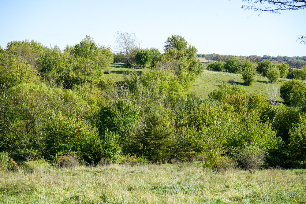 Exceptional Pasture Farm with World-Class Hunting & Recreational Potential