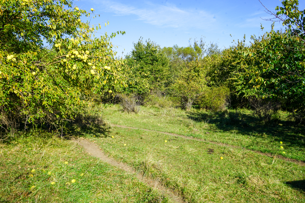 Exceptional Pasture Farm with World-Class Hunting & Recreational Potential