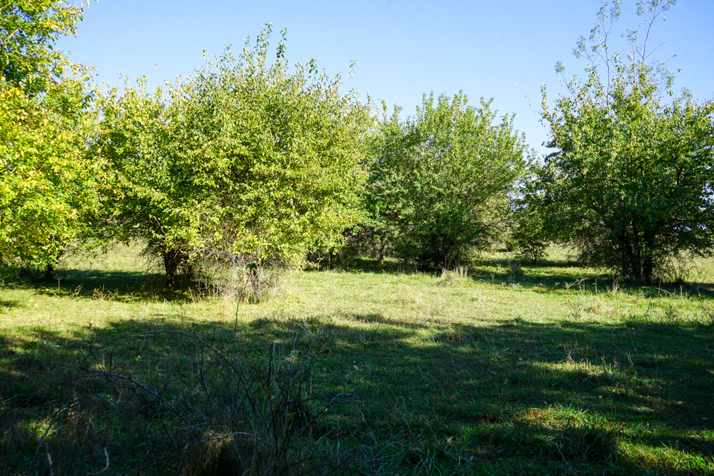Exceptional Pasture Farm with World-Class Hunting & Recreational Potential