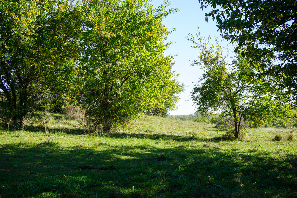 Exceptional Pasture Farm with World-Class Hunting & Recreational Potential